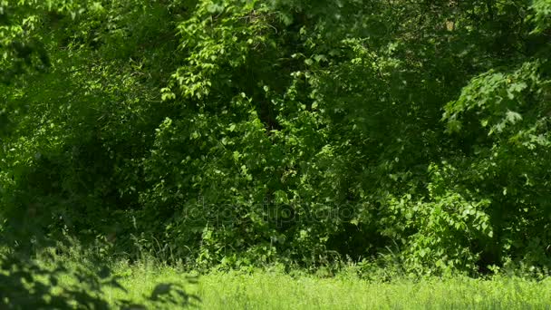 Park friss zöld fák napos nyári nap szabadidő turizmus költés idő a természet magas fű Swaying áll a szélenergia európai táj meleg nap — Stock videók