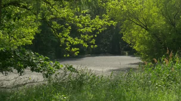 Odpočinek v uličce osvětlena sluncem v větev stromu javoru lesní Park svěží zelené stromy jsou kymácí ve větru ve slunečný letní den přírody evropské krajiny — Stock video