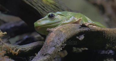 Yeşil ağaç kurbağası Rhacophorus Dennysi orman kurbağa Croaking şube gezi Hayvanat Bahçesi doğa vahşi yaşam turizm Biyoloji zooloji için üzerinde oturuyor