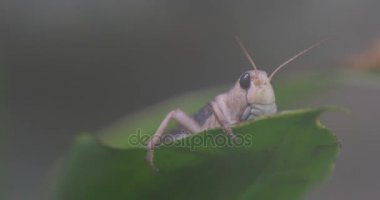 Gri çekirge Hayvanat Bahçesi doğa vahşi yaşam turizm Biyoloji zooloji okuyan, hayvanlar bulanık arka plan için bir yeşil yaprak gezi sallanan oturuyor