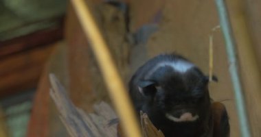 Maymun bir hayvanat bahçesi Hayvanat Bahçesi doğa yabani hayvanlar ve bitkiler Biyoloji zooloji için kuyruk ve atlar dış gezi temizler hayvanlar komik hayvan küçük siyah maymun eğitim