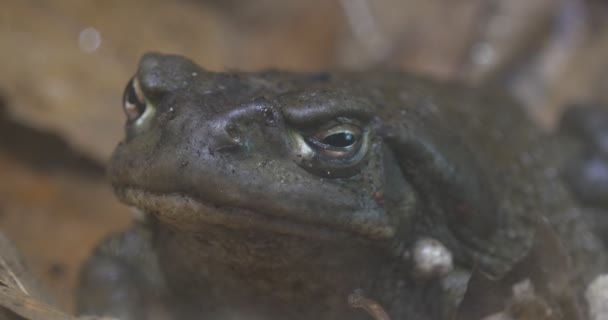 La rana gris cruje sentada entre las hojas Rana grande en un follaje seco Excursión al zoológico Naturaleza Vida silvestre Turismo Biología Zoología Estudio de animales — Vídeo de stock