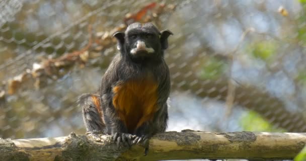 Affe im Sommer in der Voliere des Zoos Natur Wildtierbiologie Zoologie Studium der Tiere lustiges Tier kleiner schwarzer Affe mit weißem Gesicht sonnig — Stockvideo