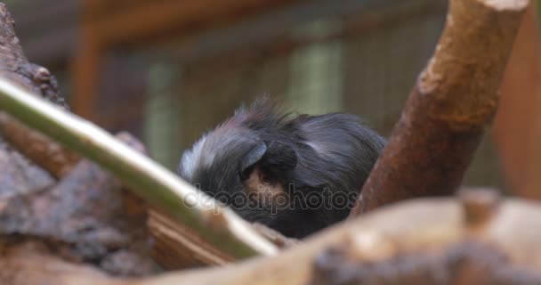 Piccola scimmia nera mangia Escursione allo zoo animale è in possesso di un cibo per le mani e masticare la natura fauna selvatica Biologia Zoologia Studiare gli animali — Video Stock