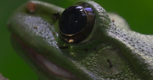 Žába hlava Rhacophorus Dennysii zvíře je kvákání kůže a očí zvířat exkurze do Zoo příroda Wildlife cestovního ruchu biologie zoologie studovat o zvířata — Stock video