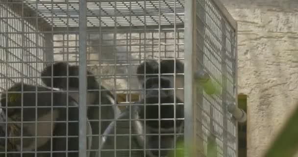 猴子进入笼子里动物园晴朗的一天黑色和白色动物游览动物园自然野生动物旅游生物学动物学研究的动物 — 图库视频影像