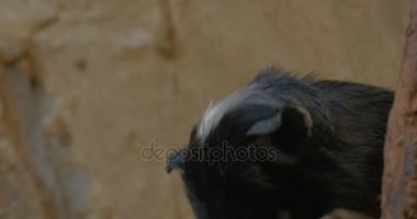 Maymun sarı bir arka plan üzerinde döner onun baş gezi için Hayvanat Bahçesi doğa yabani hayvanlar ve bitkiler Biyoloji zooloji hayvan primat'ın yüz beyaz nokta ile eğitim