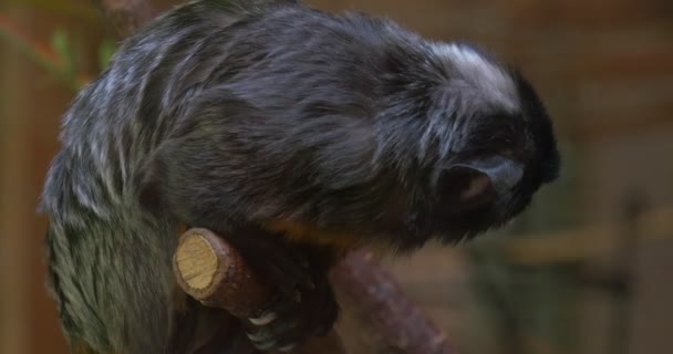Mono sentado en una rama mirando hacia abajo gira a la izquierda Excursión al zoológico Naturaleza Vida silvestre Biología Zoología Estudio de animales Mono está buscando algo — Vídeo de stock
