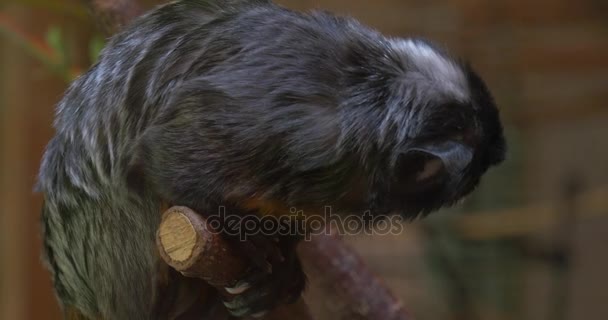 Aap zittend op een tak op zoek naar beneden draait links excursie naar de dierentuin Natuur Wildlife biologie zoölogie bestuderen van dieren aap is op zoek voor iets — Stockvideo