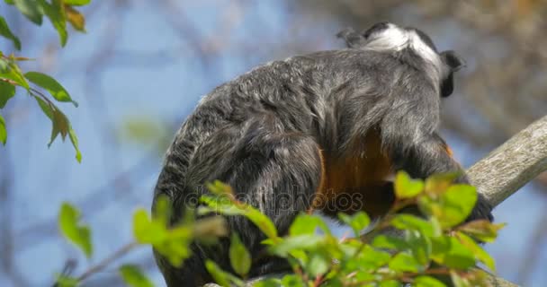 Черная обезьяна на ветке среди зеленых листьев Мех животного сияет на солнце Экскурсия в зоопарк Природа Зоология дикой природы Изучение животных — стоковое видео