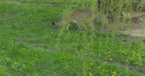 Vahşi kedi yürüyüş altında Polonya'da Hayvanat Bahçesi Biyoloji zooloji çevre koruma bilimsel araştırma gözlemleyerek hayvanlar doğa Cheetah, ağaçtır — Stok video