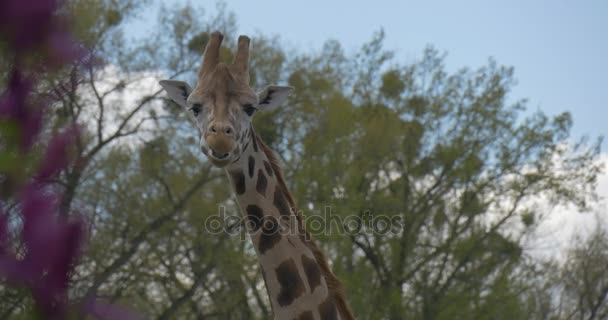 Giraffe eet bladeren van bomen hoofd en nek excursie naar de dierentuin is zomer zonnige dag biologie zoölogie milieu bescherming van flora en fauna — Stockvideo