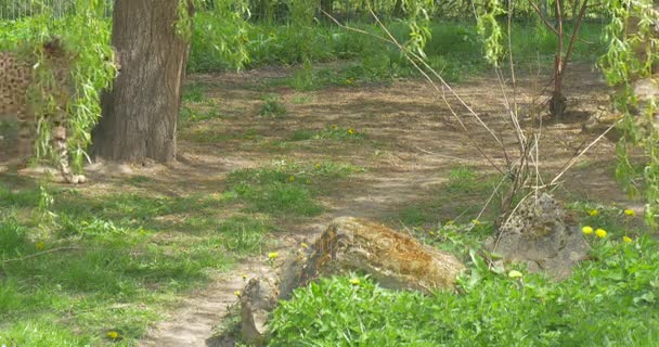 Gepard w Park Zoo wśród drzew Predator jest chodzenie w Natura w Zoo biologii Zoologia środowiska ochrony przyrody i natury studia — Wideo stockowe