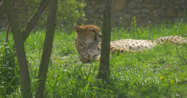 Cheetah Predator is liggend op een gras in de zon op het karakter in de dierentuin, het dier geniet de warme stralen biologie zoölogie milieu bescherming tegen de zon — Stockvideo