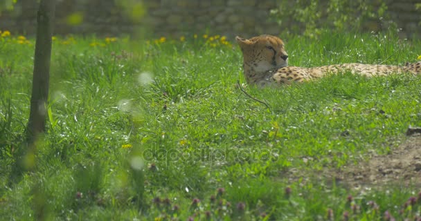 Cheetah kłamstw w dół i odpoczynku na Zoologia biologia traw środowiska, ochrony przyrody i natury obserwując drapieżników na naturę w Zoo — Wideo stockowe