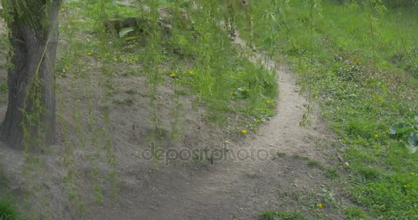 Гепард возле ивы Хищник ходьба на природе в зоопарке Охрана окружающей среды и природа Изучение экскурсионного туризма — стоковое видео