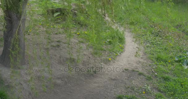 Guépard près du saule le prédateur Promenade à la nature dans le zoo Protection de l'environnement Faune et nature Étudier Excursion Tourisme 