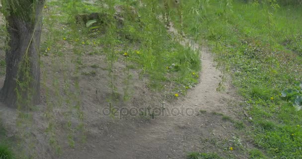 Cheetah nära Willow Tree Predator promenader på naturen i djurparken miljömässiga skydd djurliv och natur studera utflykt turism — Stockvideo