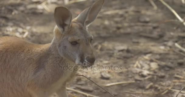 Alerta facial do canguru Animal no zoológico no verão Dia ensolarado Grama seca em um fundo Biologia Zoologia Proteção ambiental Vida selvagem e natureza — Vídeo de Stock