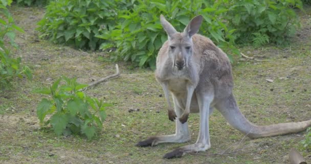 Kangur jest karmienie gryząc trawę w Zoo lato dzień biologii Zoologia środowiska ochrony przyrody i turystyki przyrodniczej w Polsce wycieczka do Opola — Wideo stockowe