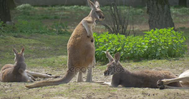 Känguru kratzt sich im Park am sonnigen Sommertag den Rücken andere Tiere liegen im grünen Gras und auf Bäumen Biologie Zoologie Umweltschutz — Stockvideo