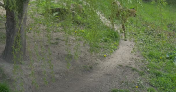 Гепард прогулки пешком пятнистый хищник в зоопарке биологии Зоология Охрана окружающей среды Дикая природа и природа Изучение экскурсионного туризма — стоковое видео