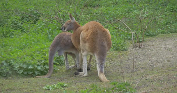 Egy kenguru szippantás a másikat, az állatkerti nyári napon elhagyja együtt biológia Állattani vadon élő állatok és a természet tanulmányozása az állat viselkedés — Stock videók