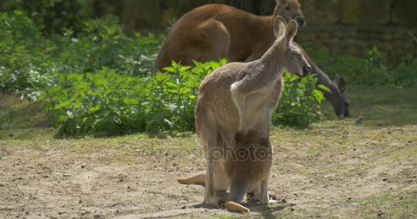 Les kangourous et le bébé animal broutent dans le zoo Journée ensoleillée d'été Animaux Sauter Zoologie Protection de l'environnement Faune et nature Herbe verte et arbres 
