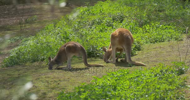 Alimentação de cangurus permanece equilíbrio com cauda longa Zoológico no verão Dia ensolarado Biologia Zoologia Proteção ambiental Vida selvagem e natureza Grama verde e árvores — Vídeo de Stock