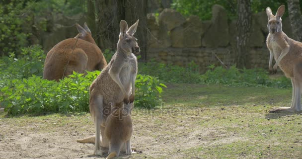 Kangoeroes rondkijken en verplaatsen hun oren weide in de dierentuin in zomer zonnige dag biologie zoölogie wild en natuur dieren zijn grazen op gras — Stockvideo