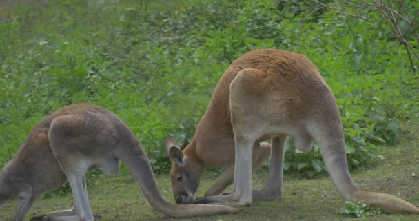 Dois cangurus alimentam o jardim zoológico Thair Long Tails no verão Biologia do dia ensolarado Zoologia Proteção ambiental Vida selvagem e natureza Grama verde e árvores — Vídeo de Stock