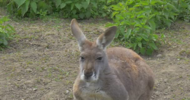 Kangaroo's twarz zwierzę jest żucia karmienia wycieczka do Zoo w letni dzień obserwując zachowanie z zwierząt zoologii środowiska ochrony przyrody — Wideo stockowe