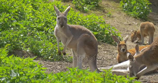 Los canguros en animales de hierba verde se lamen a sí mismos durante el día de verano Observación del comportamiento de los animales Protección del medio ambiente Estudio de la vida silvestre — Vídeo de stock