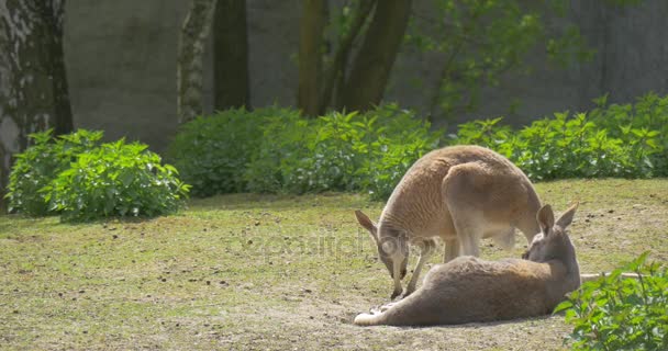 Два кенгуру кормятся и лежат под солнцем в летнем зоопарке, наблюдая за поведением животных Зоология Защита окружающей среды и природа — стоковое видео