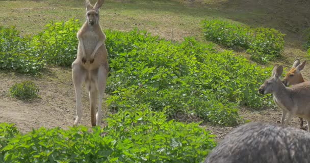 Kängurus schauen neugierig auf den Emus beim Fressen im Zoo Sommer sonniger Tag Beobachtung des Verhaltens lustiger Tiere Zoologie Umweltschutz — Stockvideo