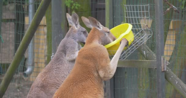 สอง Kangaroos คือการให้อาหารจากชามในสวนวันฤดูร้อน การสังเกตพฤติกรรมของสัตว์ Zoology การคุ้มครองสิ่งแวดล้อม สัตว์ป่าและธรรมชาติ — วีดีโอสต็อก