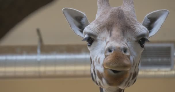 Girafa está mastigando Olhando para câmera enrugada rosto excursão para o jardim zoológico no verão ensolarado dia biologia zoologia proteção ambiental vida selvagem e natureza — Vídeo de Stock