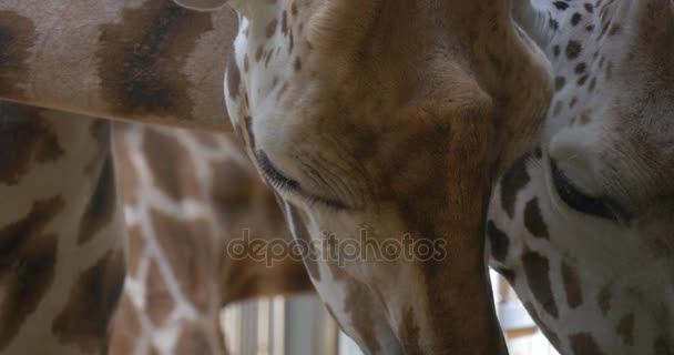 Poche giraffe si nutrono nelle sue gabbie nello zoo Osservare gli animali Escursione allo zoo in estate Giornata solare Biologia Zoologia Studiare la protezione ambientale — Video Stock