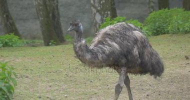 EMU kuştur hayvanat bahçesinde yaz gün biyoloji zooloji çevre koruma yaban hayatı ve doğa eğitimi için zemin yeşil bitkiler gezi tarafından yürüyüş
