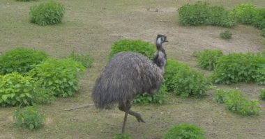 EMU gri kuştur hayvanat bahçesinde yaz gün biyoloji zooloji çevre koruma yaban hayatı ve doğa eğitimi için zemin yeşil bitkiler gezi tarafından yürüyüş