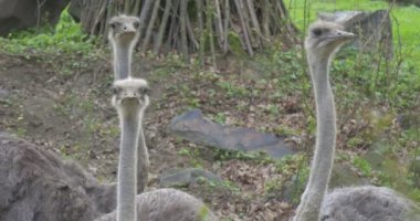 Üç meraklı devekuşları kafalarını gezi hayvanat bahçesinde yaz güneşli gün biyoloji zooloji çevre koruma yaban hayatı ve doğa eğitimi için dönüyor