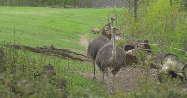 Zwei Strauße laufen am Zaun entlang Vögel auf der Wiese Exkursion in den Zoo am Sommertag Zoologie Umweltschutz Wildtiere und Naturforschung — Stockvideo