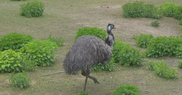 EMU grå fågel är promenader genom marken gröna växter utflykt till djurparken i sommar dag biologi zoologi miljömässiga skydd djurliv och natur studerar — Stockvideo