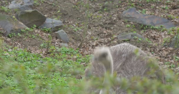 Pštros je krmení vyvolává hlavu a sklání dolů Struthio Camelus výlet do Zoo v letní slunečný den biologie zoologie životního prostředí ochrany přírody — Stock video