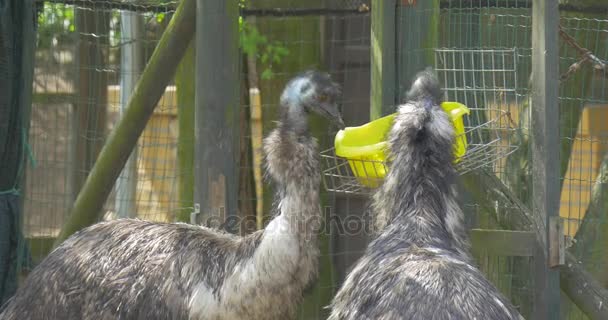 EMU gri kuş yaz günü Biyoloji zooloji çevre koruma yaban hayatı ve doğa eğitim hayvanat bahçesine kase güneşli gün gezi besleniyor — Stok video