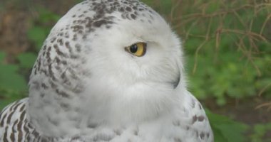 Sarı gözlü kutup baykuş onun kafa büyük kuş kafesi Hayvanat Bahçesi yeşil çim hayvanlar gözlem Biyoloji zooloji çevre koruma yaban hayatı ve doğa döner