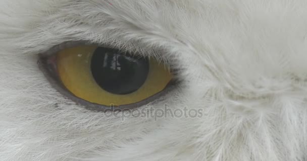 Polar Owl 's Yellow Eye Pupil gets Bigger Small White Head of the Bird Animals Observación Exterior Excursión Biología Zoología Protección del medio ambiente — Vídeos de Stock