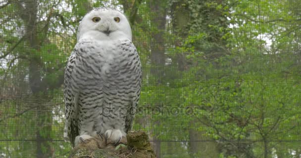 Polar Owl Sitting on a Stamp in Park Zoo Summer Day Green Trees Are Swaying on a Background Animals Observation Excursion Biology Zoology Wildlife Nature — Stock Video