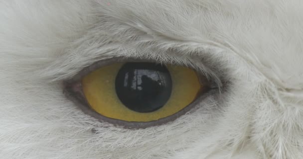 La pupila del ojo amarillo de pájaro se hace más grande Cabeza blanca más pequeña del búho polar Fauna silvestre Observación Excursión Biología Zoología Protección del medio ambiente — Vídeo de stock