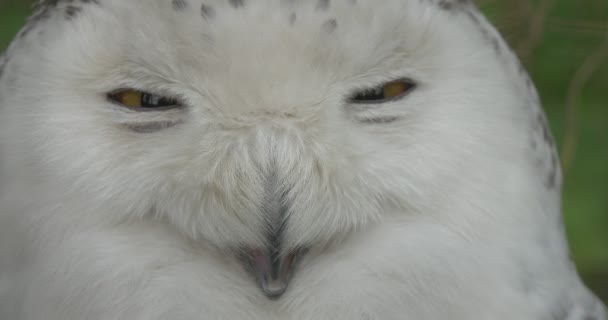 Eiskauz-Gesichtsvogel blinzelt mit den Augen Zoo Sommertag Tiere Beobachtung Exkursion Biologie Zoologie Umweltschutz Wildtiere und Naturforschung